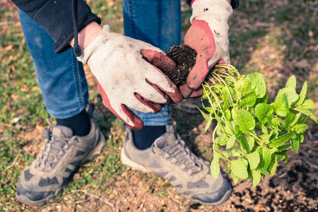 Herramientas de jardinería para suculentas: Se muestra una persona manejando las raíces de una planta haciendo uso de guantes para protección de sus manos.