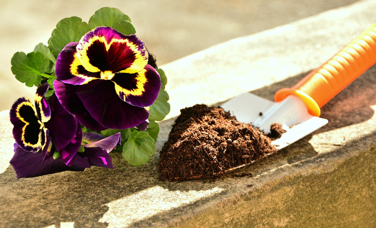 Herramientas de jardinería para suculentas: Ilustrando una pala pequeña de jardinería útil para el manejo del sustrato de las suculentas.