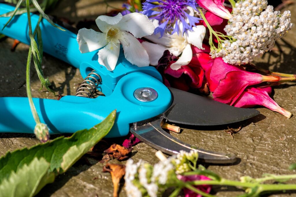 Herramientas de jardinería para suculentas: Se muestra una tijera de podar azul, con su cuchilla curva característica útil para cortes precisos.