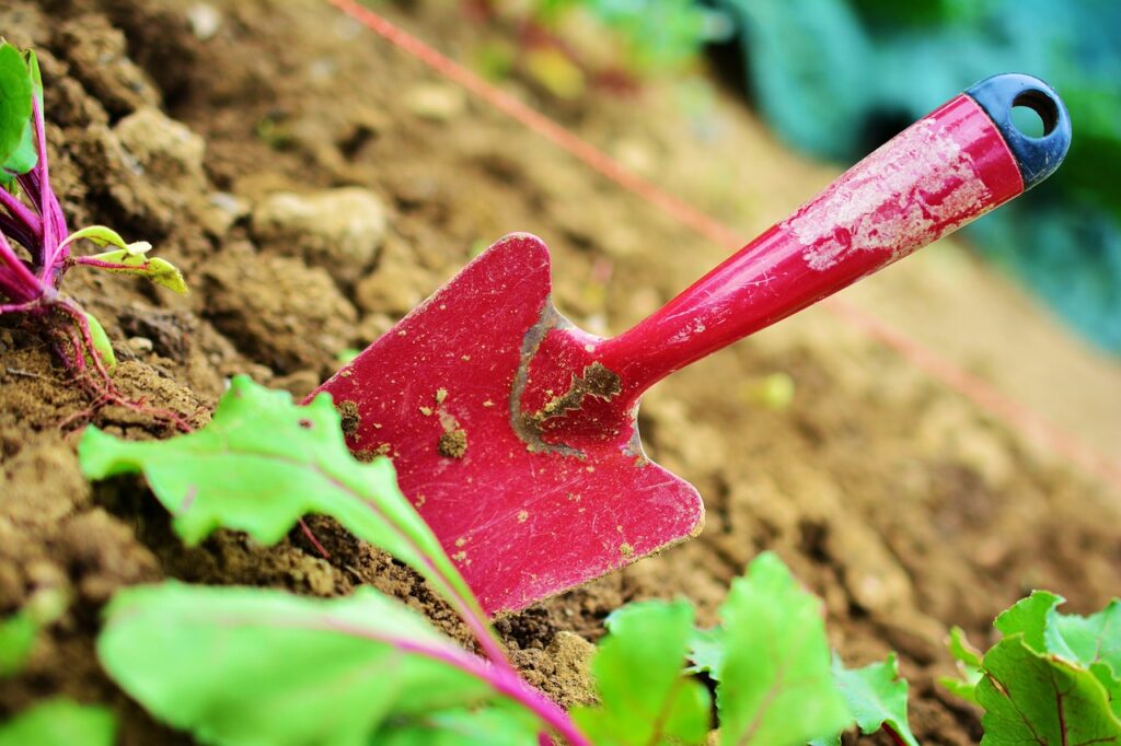 Herramientas para trasplantar suculentas: Se muestra una pala pequeña de color rojo enterrada en la tierra, útil para manejar el sustrato de las suculentas.