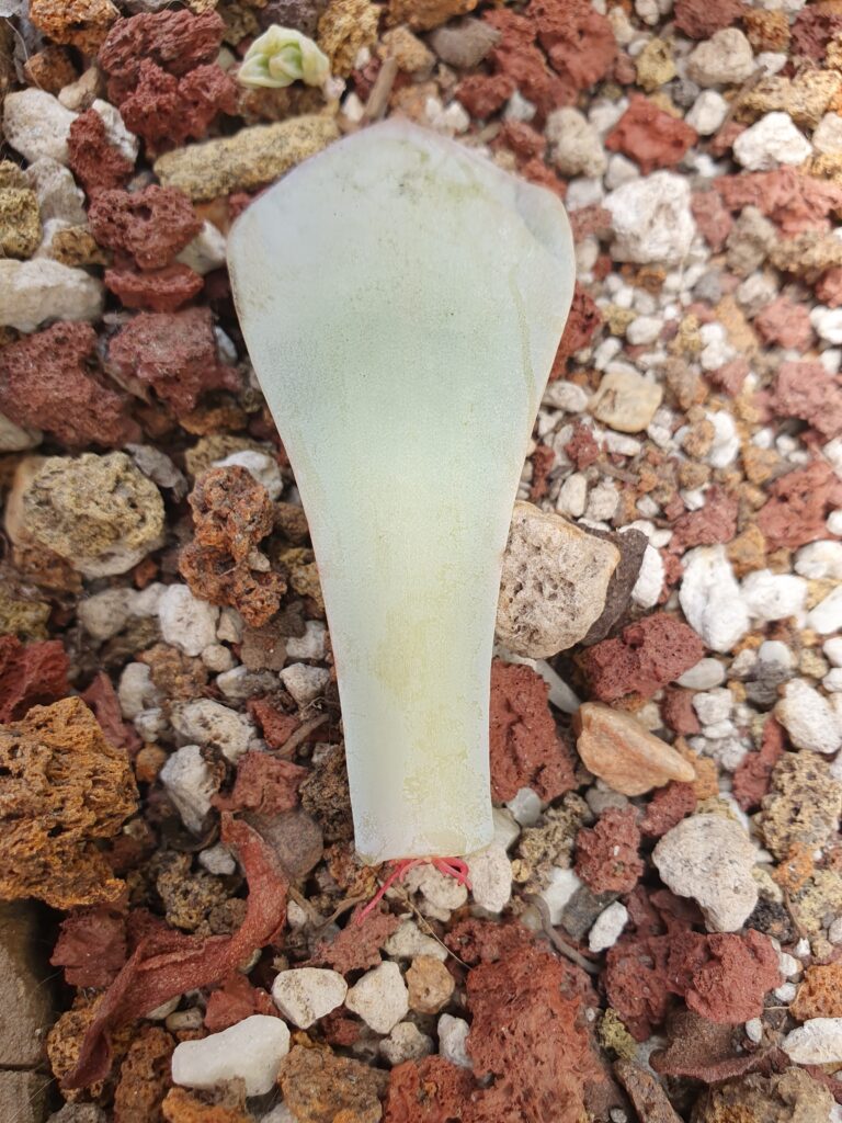 Reproducir suculentas por hoja: Se muestra una hoja de suculenta con pequeñas raíces en su extremo sobre un sustrato seco.