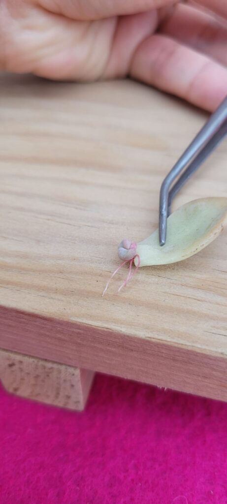 Reproducir suculentas por hoja: Se ilustra una hoja de suculenta con raíces en su extremo, lista para trasplantarse.
